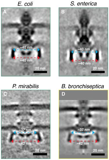 Structure And Assembly Of The Proteus Mirabilis Flagellar Motor By Cryo