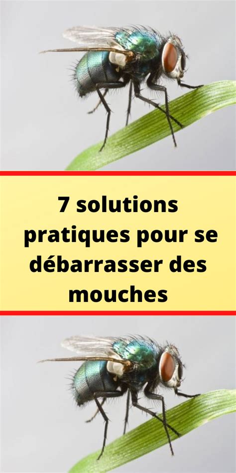 7 solutions pratiques pour se débarrasser des mouches Mouches Faire