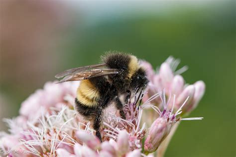 Study Reveals Striking Decline of Vermont’s Bumble Bees | Vermont