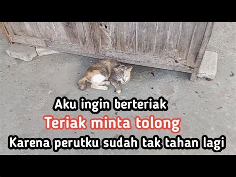 Suara Serak Kucing Kampung Yg Menderita Youtube