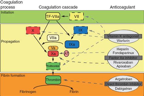 Anticoagulation Basic Science Orthobullets