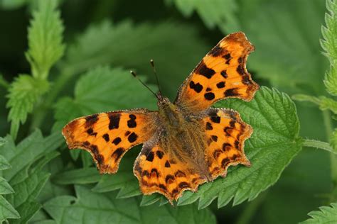 List Of Common British Butterflies Glenlivet Wildlife