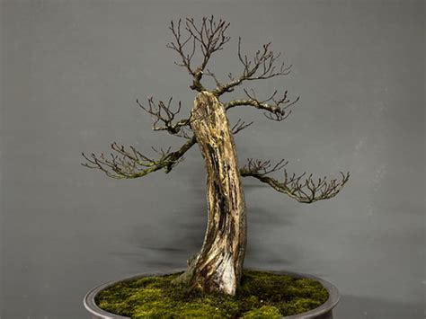 Carpinus Betulus 1 Gomo Bonsai