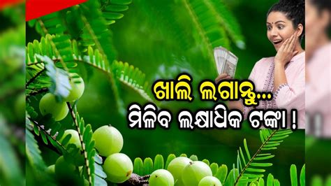 Vastu Tips ଘର ଆଗରେ ଲଗାନ୍ତୁ ଏହି ଗଛ ମିଳିବ ଲକ୍ଷାଧିକ ଟଙ୍କା