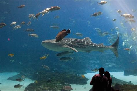 atlanta aquarium hours - Google Images | Georgia aquarium, Whale shark ...