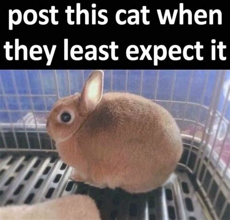 A Small Rabbit Sitting In A Cage With The Caption Post This Cat When