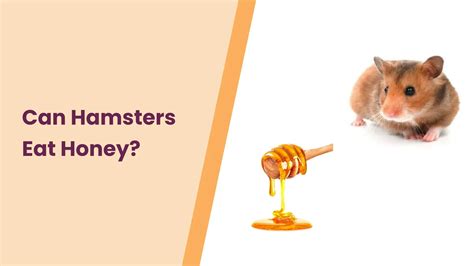 Can Hamsters Eat Honey All You Need To Know