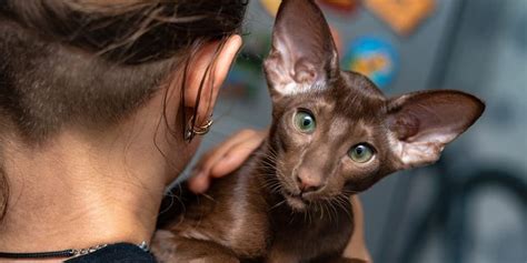 7 Big Eared Cat Breeds To Steal Your Heart