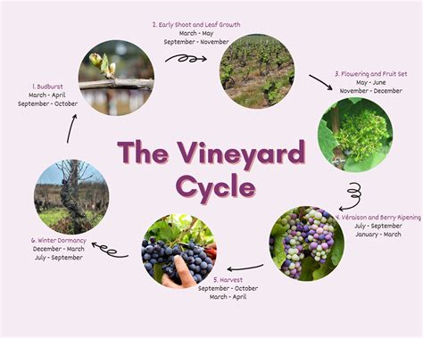 Vineyard Cycle