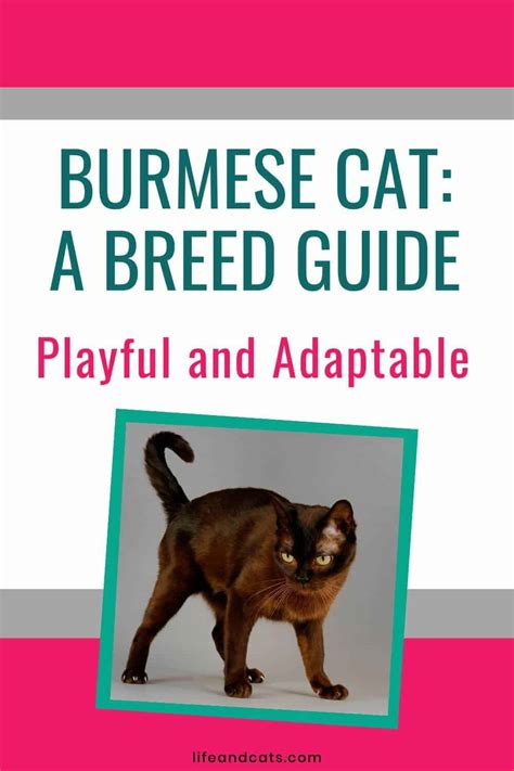 The Burmese Cat A Guide To Their Personality And Care