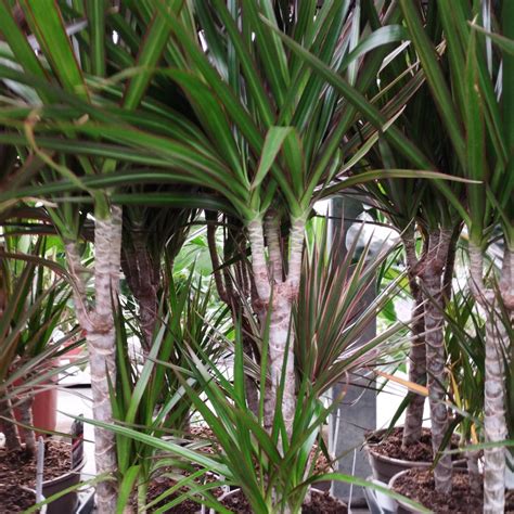 Dracaena Marginata 30 10 Pot De 17 Cm Coclicoh