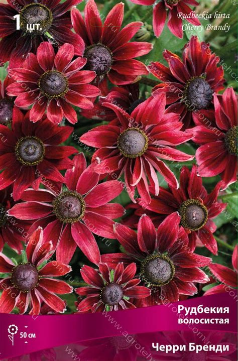 Рудбекия Черри Бренди - Рудбекии - Многолетники - Растения - Интернет ...