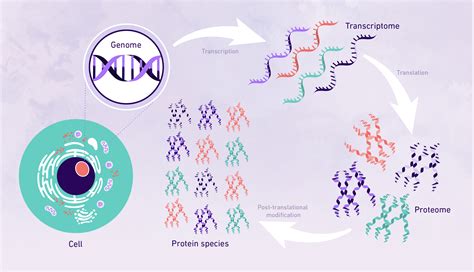 An Introduction To Post Translational Modifications Technology Networks