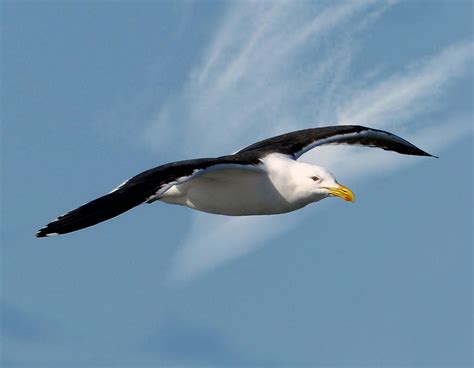 Seagull Free Stock Photo Public Domain Pictures