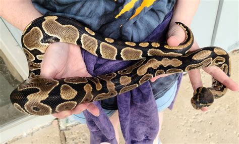 What Do I Need To Own A Ball Python At Jeffrey McGuire Blog