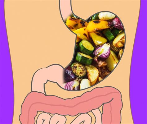 Em quanto tempo o nosso corpo digere diferentes tipos de alimentos ...