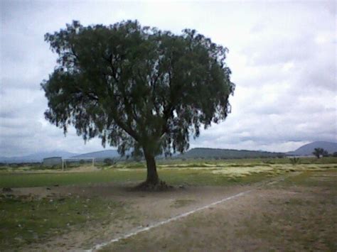 El Pirul Un árbol Aromático De Perú En México Mexican Buckeye Tree