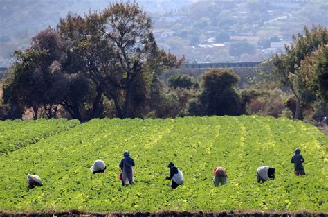 El Neoliberalismo Abandon Al Campo Mexicano Anec Contral Nea