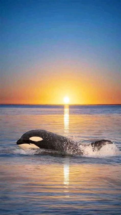 A Set Of Eye Pleasing Photos Of Orcas In A Golden Sunset Mary S Mark