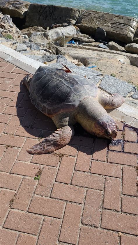 Gazetaweb Tartaruga Encontrada Morta Na Praia De Ponta Verde