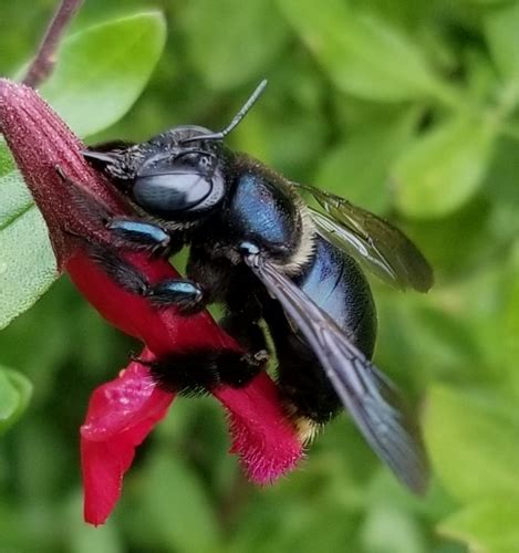 Southern Carpenter Bee Xylocopa Micans Inaturalist