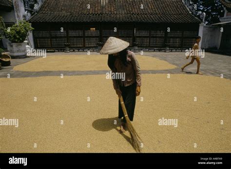 rice harvest north vietnam Stock Photo - Alamy