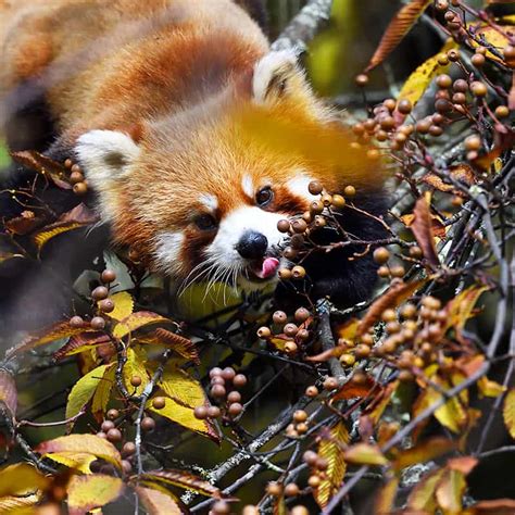 Der Rote Panda Der Einzige Seiner Art Wwf Sterreich