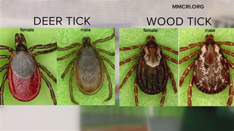 Fighting deer ticks with natural repellents | newscentermaine.com