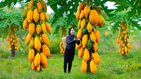 Harvest Papaya Goes To Market Sell Harvesting And Cooking L Song