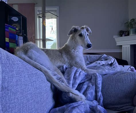 Turns Out We Got A Cat Disguised As A Borzoi Rborzoi