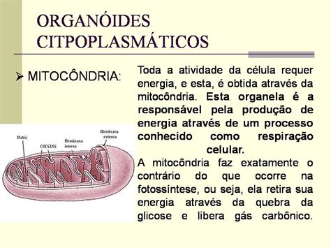 Encantos Da Ci Ncias Power Point C Lulas