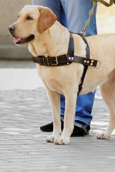 Activities For Helpful Dogs Labrador Retriever Guard Dog Or Watch Dog