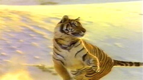 Exxon Gasoline Rely On The Tiger Commercial 1992 Youtube