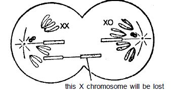 Sex Determination Notes Study Biology Class 12 NEET