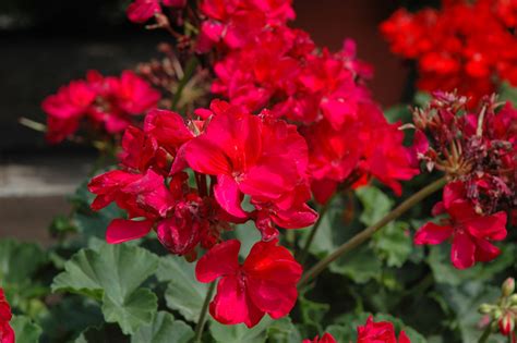 Tango Neon Pruple Geranium Pelargonium Tango Neon Purple In