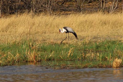 Botswana Okavango Delta Wattled Crane I Averbuch Flickr