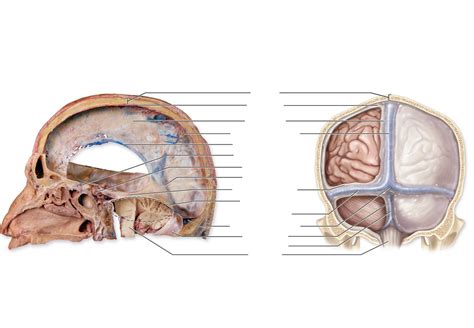 Cranial Dural Septa Diagram Quizlet