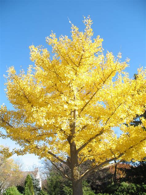 Ginkgo Biloba Tree