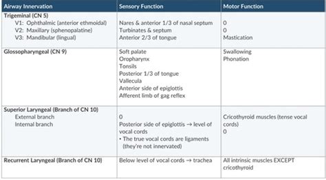 Apex Airway Nerve Innervation Flashcards Quizlet