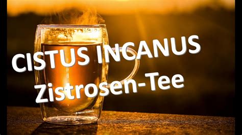 Cistus Incanus Zistrosen Tee Rote Zistrose Youtube