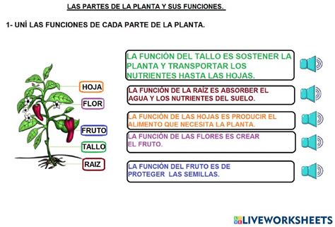 Las Partes De La Planta Y Sus Funciones Worksheet The Best Porn Website