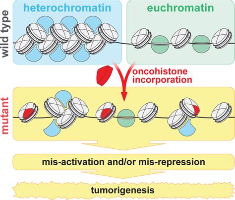 The Expanding Landscape Of Oncohistone Mutations In Human Cancers