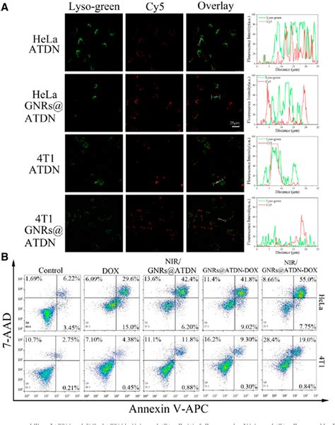 Figure 1 From Gold Nanorods Tetrahedral Dna Composites For Chemo Photothermal Therapy Semantic