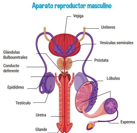 Aparato Reproductor Masculino Interno