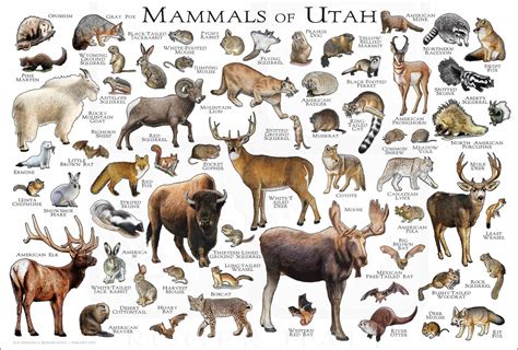 utah state animal