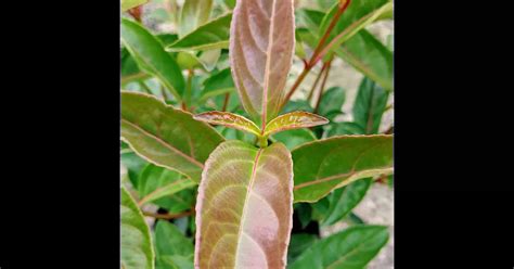 Viburnum Hillieri Le Bois Marquis