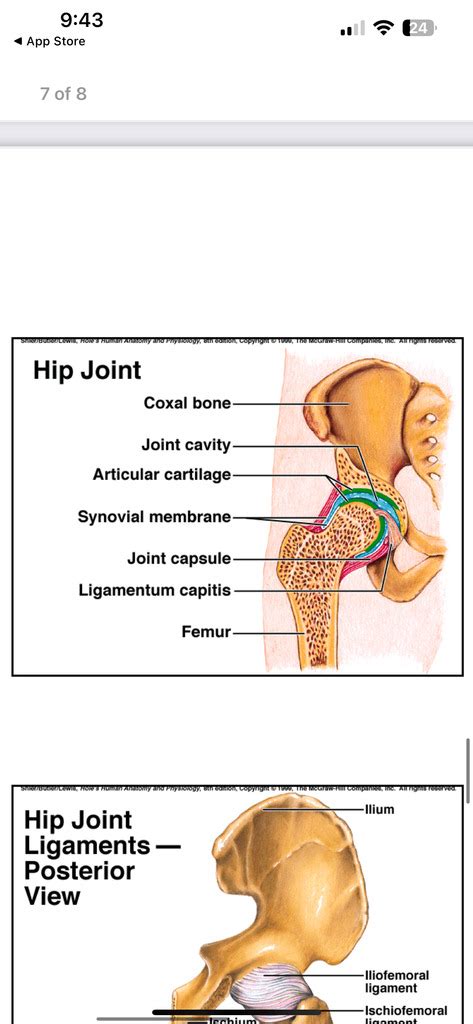 Hip Joint Diagram Quizlet