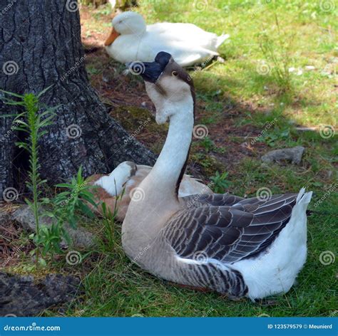 The African Goose Stock Image Image Of Eating Developed 123579579