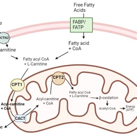 L Carnitine Functions As A Cofactor For Long Chain Fatty Acids Across