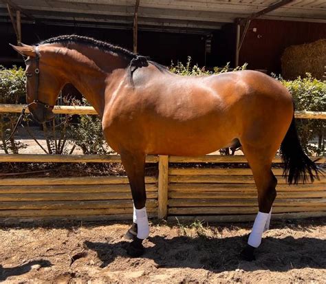 Cavalo Lusitano Vila Ch De Ourique Olx Portugal